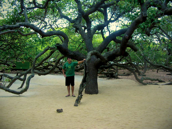 O tronco do maior cajueiro do mundo - Natal - Fui e Vou Voltar - Alessandro Paiva