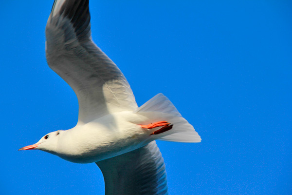 Gaivota voa perto da balsa - Istanbul - Fui e Vou Voltar - Alessandro Paiva