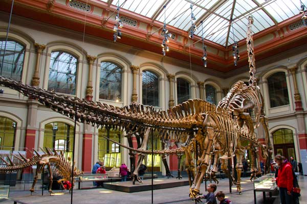 Museum für Naturkunde - Berlin - Fui e Vou Voltar - Alessandro Paiva