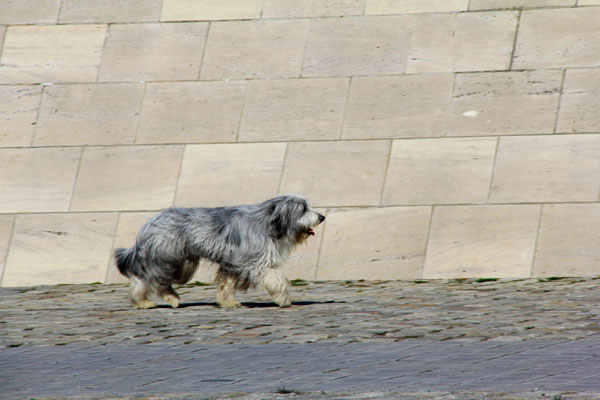 Cão Spree - Berlin - Fui e Vou Voltar - Alessandro Paiva