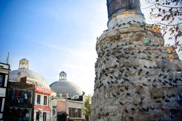 Pombos na Coluna Queimada