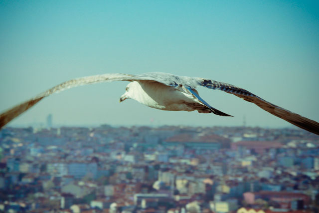 Gaivota vista da Torre de Gálata