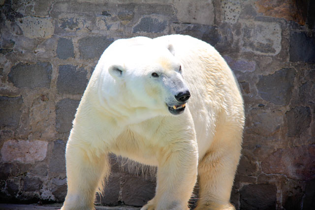 Urso polar, no zoológico de Santiago