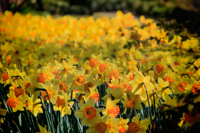 Real Jardín Botánico de Madrid