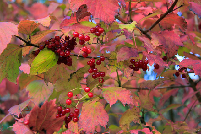 Groselhas nos jardins do Petit Trianon