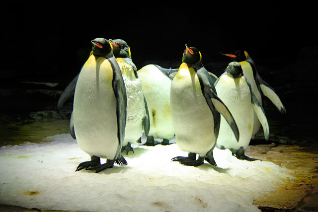 Pinguins do South Polar Spectacular, atração da área Polar Adventure