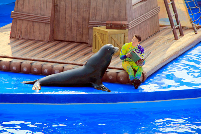 Apresentação teatral com o leão marinho do Ocean Wonders