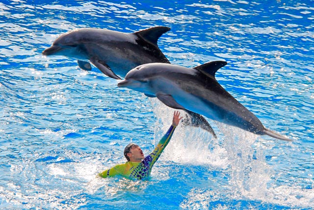 Apresentação dos golfinhos do Ocean Wonders