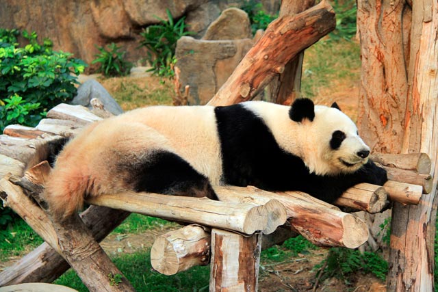 Panda gigante do Hong Kong Jockey Club Sichuan Treasures, no setor The Waterfront, Ocean Park