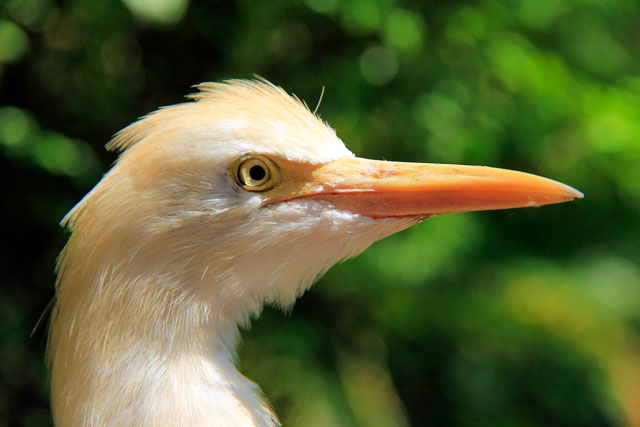 Garça-vaqueira, no Bird Park
