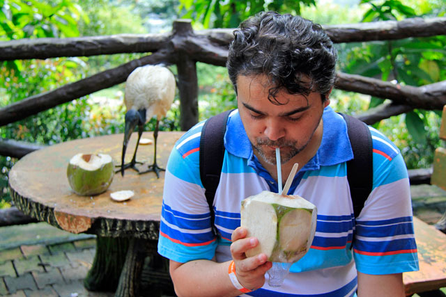 Élcio e tântalo-branco tomam suas águas de coco, no Bird Park