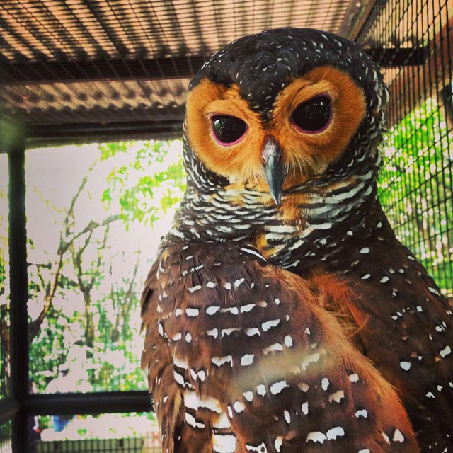 Coruja do Bird Park (via Instagram)