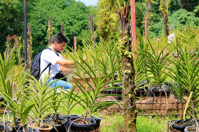 Tião, no Orchid Garden