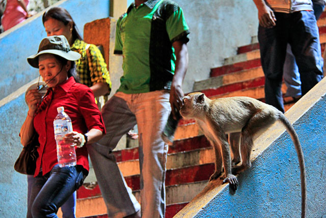 Macaco prepara-se para furtar sacola de turista, na Temple Cave
