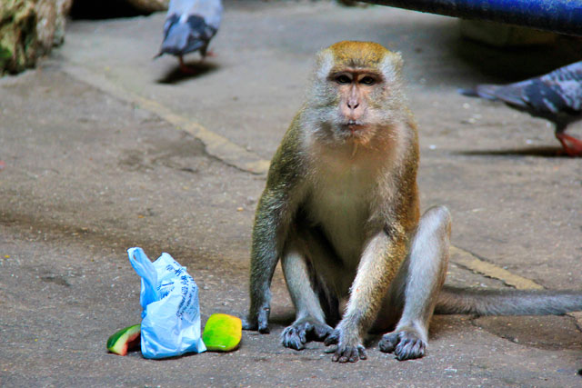Macaco rouba sacola de turista em Batu Caves