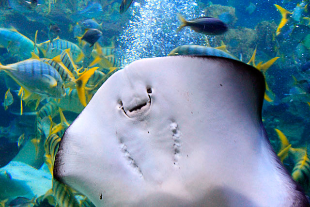 Arraia aproxima-se do vidro, no Aquaria KLCC