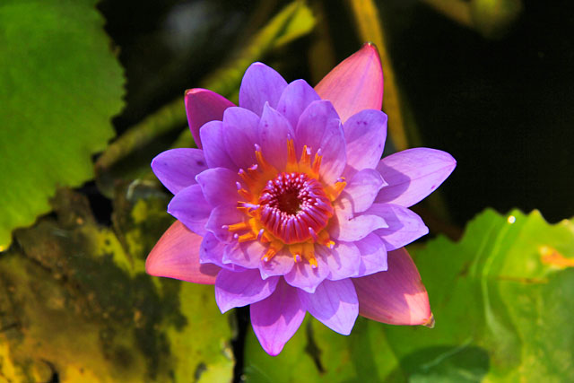 Flor de lótus, na Fortaleza do Monte