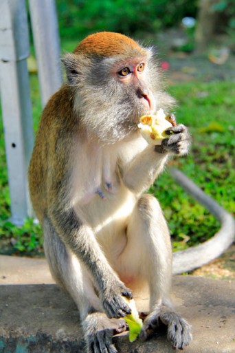 Macaca fascicularis, em Batu Caves