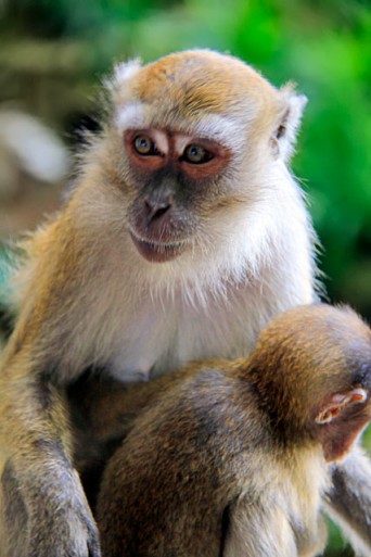 Macaca fascicularis com filhote, em Batu Caves