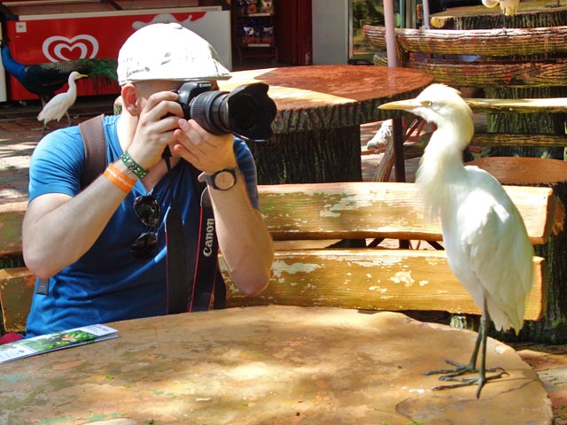 Interajo tranquilamente com a garça-vaqueira, no Bird Park