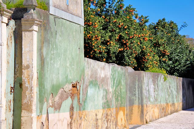 Laranjeiras em residência próxima ao Mosteiro de Santa Clara-a-Velha