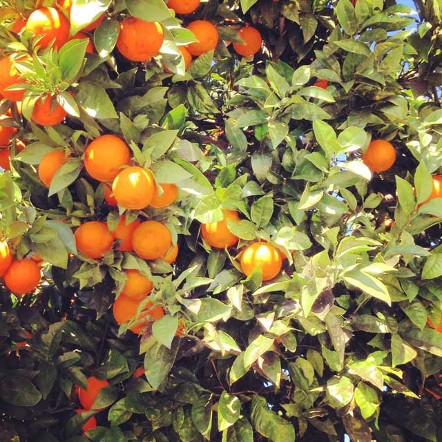 Laranjeira próxima ao Mosteiro de Santa Clara-a-Velha (via Instagram)