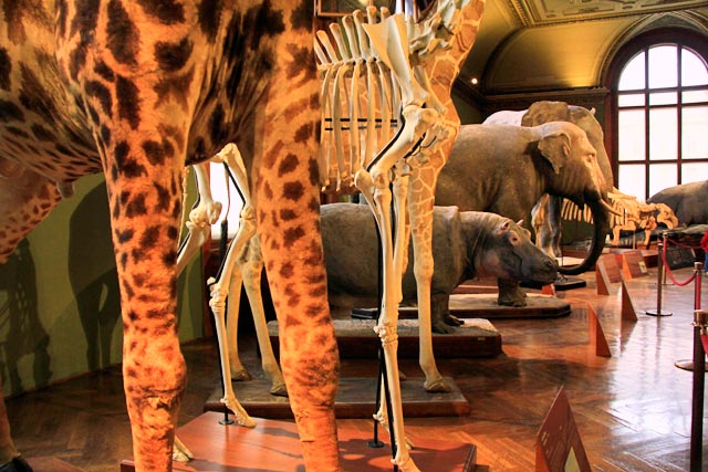 Exposição do Naturhistorishes Museum