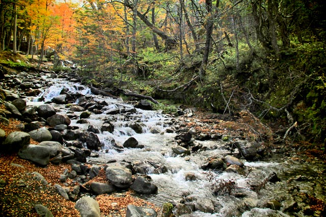 Bosque ao redor da casa de chá La Cabaña, na Glaciar Martial
