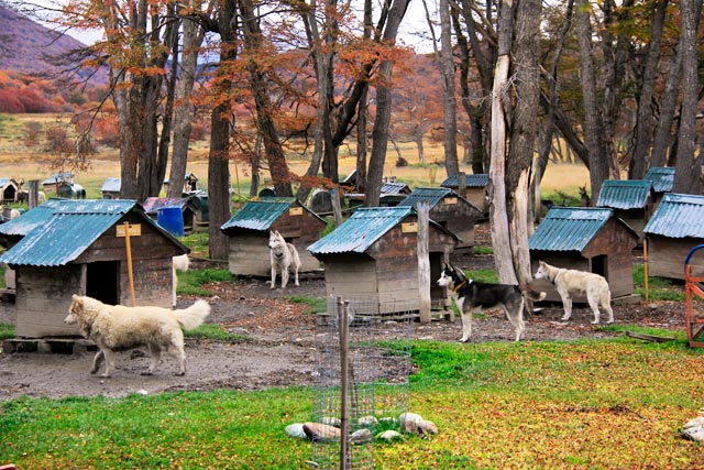 Huskies puxadores de trenó, no Centro Invernal Villa las Cotorras