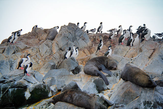 Lobos marinhos e biguás-das-shetland, na Isla de Los Lobos
