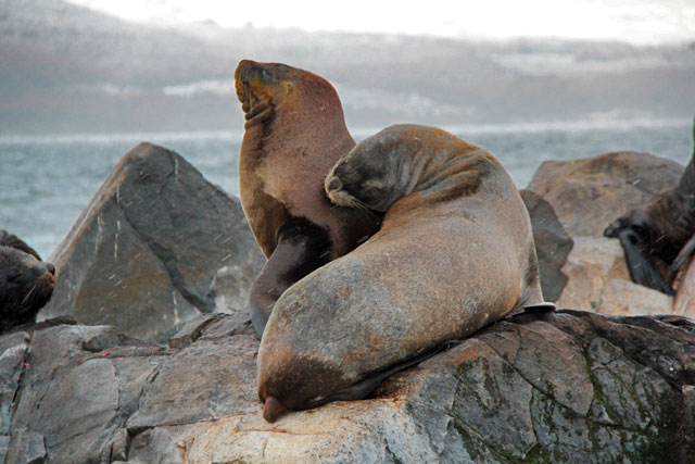 Lobos marinhos, na Isla de Los Lobos