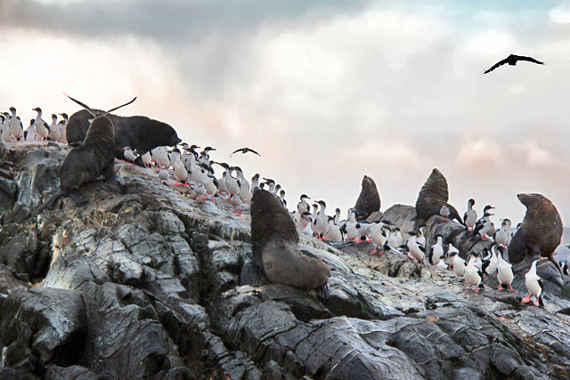 Lobos marinhos e biguás-das-shetland, na Isla de Los Lobos