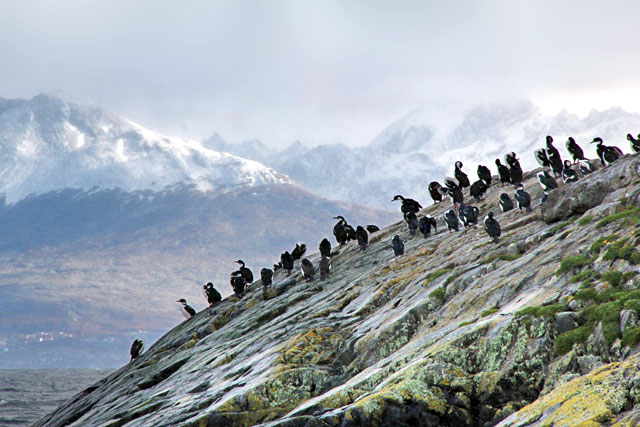 Biguás-das-shetland, no Faro Les Éclaireurs