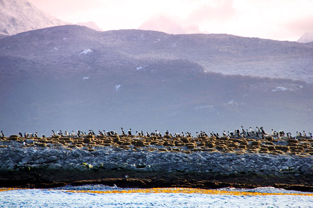 Isla de los Pajaros