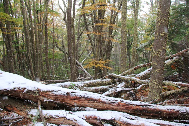 Senda Pampa Alta, no Parque Nacional Tierra del Fuego