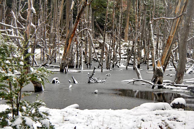 Castoreira, no Parque Nacional Tierra del Fuego