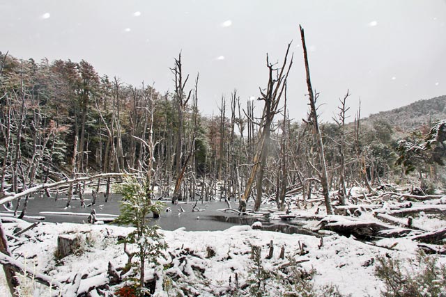Castoreira, no Parque Nacional Tierra del Fuego