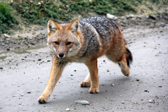 Raposa-colorada caminha pela Rota 3, no Parque Nacional Tierra del Fuego