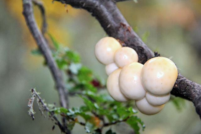 Pan de indio, encontrado na Senda Laguna Negra