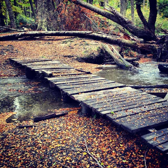 Pinguela na trilha do Lago Roca, no Parque Nacional Tierra del Fuego (via Instagram)