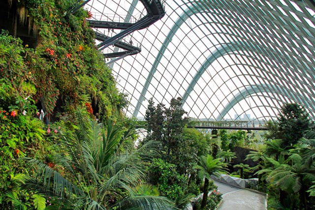 Cloud Forest (Floresta das Nuvens)