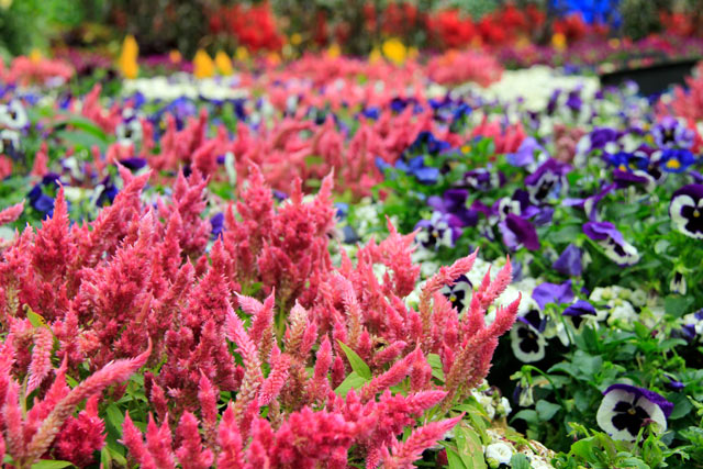 No Flower Dome (Cúpula das Flores), em Gardens by the Bay
