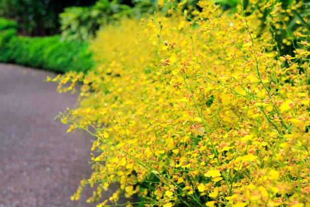 National Orchid Garden (Jardim Nacional das Orquídeas)