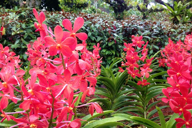 National Orchid Garden (Jardim Nacional das Orquídeas)