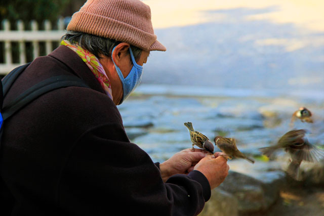 Senhor dá de comer a pardais, em praça ao lado do Santuário de Jongmyo