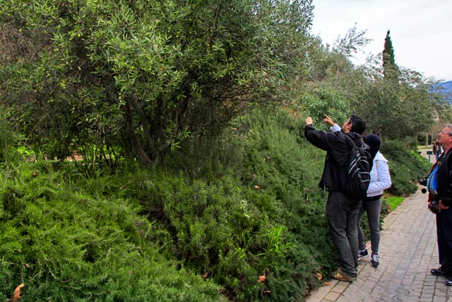 Élcio e minha mãe colhem azeitonas nas oliveiras da Rua Dionysiou Areopagitou