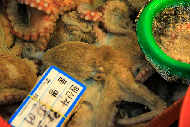 Polvo ainda vivo, à venda no Noryangjin Fisheries Wholesale Market
