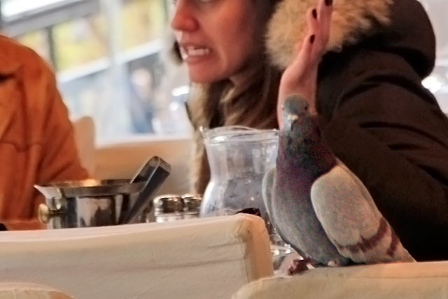 Pombo socializa em restaurante próximo à Praça Kolonakiou