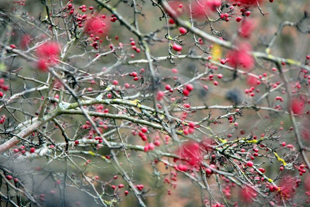 Vegetação da Colina das Três Cruzes