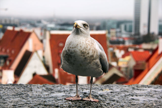 Gaivota no mirante de Kohtuotsa Vaateplats